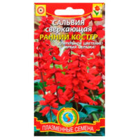 Сальвия сверкающая ранний костер (плазмас)