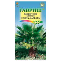 Вашингтония мощная Санта-Барбара (гавриш) ц